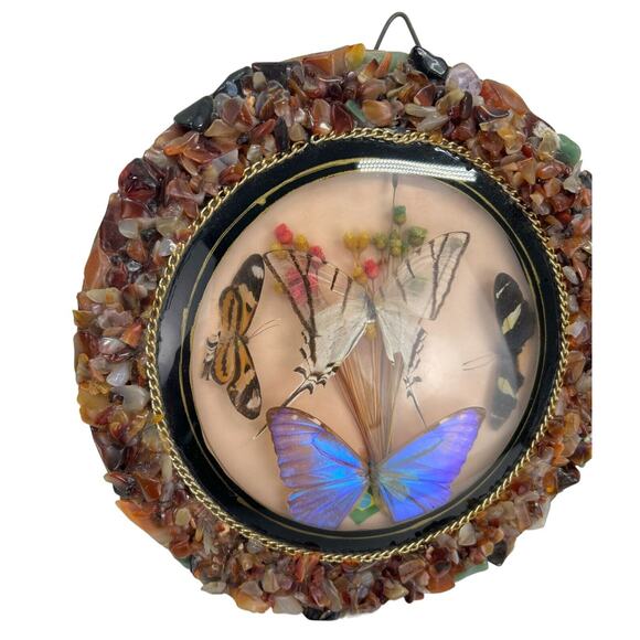 Vintage Real 4 Butterfly Taxidermy Round Convex Glass Stone Frame Brazil - Picture 3 of 5